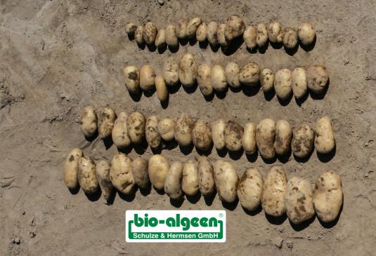 Vergleich: Kartoffeln ohne und mit »bio-algeen«