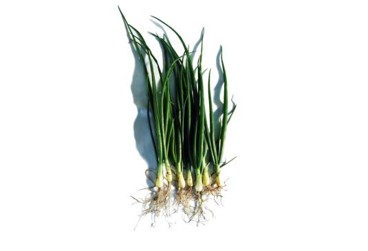 Check: Onions without and with S92